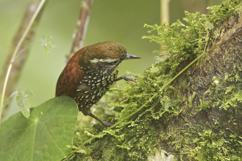 Pearled Treerunner (Margarornis squamiger), Ecuador