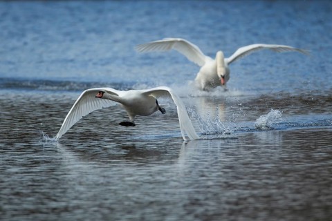 Mute swan (Cygnus olor) one adult bird chasing another on water of a lake, Suffolk, England, United