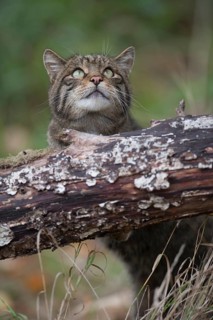 European or Scottish wildcat (Felis silvestris) adult animal in woodland, United Kingdom