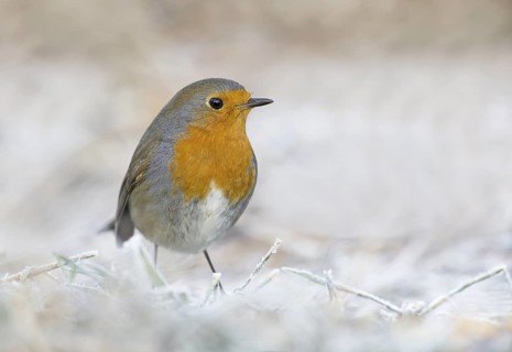 European Robin (Erithacus rubecula) perched on iced ground, Aosta Valley, Italy