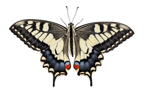 Old World Swallowtail ~ on white background ~ Galicia, Spain