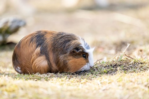 Domestic guinea pig (Cavia porcellus) on a meadow, Bavaria, Germany
