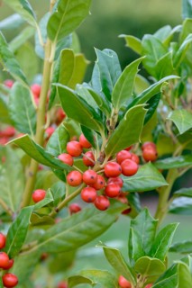 Holly (Ilex 'Nellie R. Stevens'), Bundessortenamt testing centre Marq, Germany