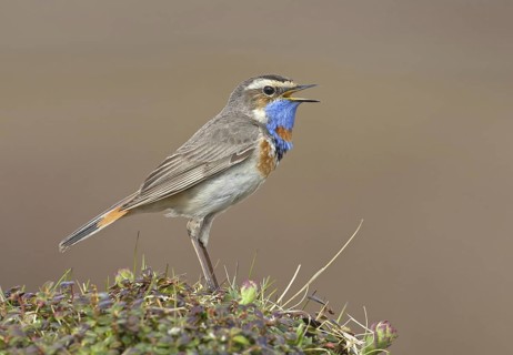 Bluethroat (Luscinia svecica svecica) male singing, Alaska, USA