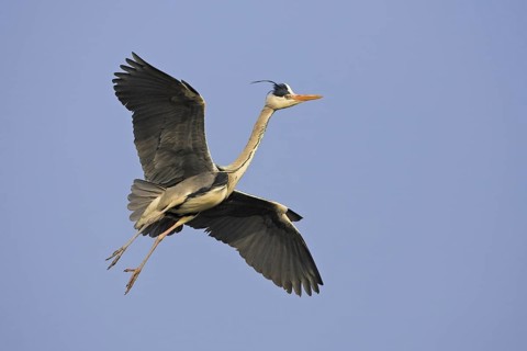 Grey Heron (Ardea cinerea) flying, Germany