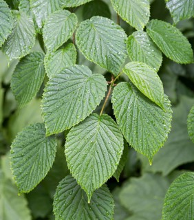 Handkerchief tree (Davidia involucrata), Denmark