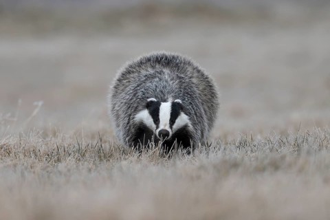 European badger (Meles meles), Bitburg, Rhineland-Palatinate, Germany