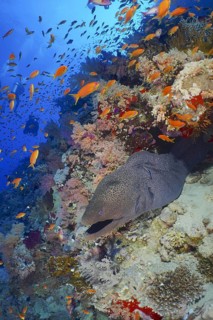 Giant moray eel (Gymnothorax javanicus)