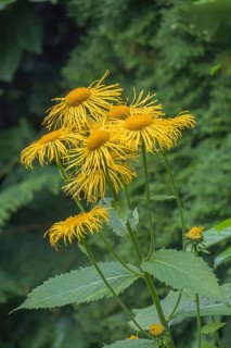 Great Telekie (Telekia speciosa), also known as false alant, North Rhine-Westphalia, Germany