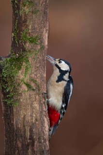 Great spotted woodpecker (Dendrocopos major) adult bird feeding on a tree trunk in a woodland,
