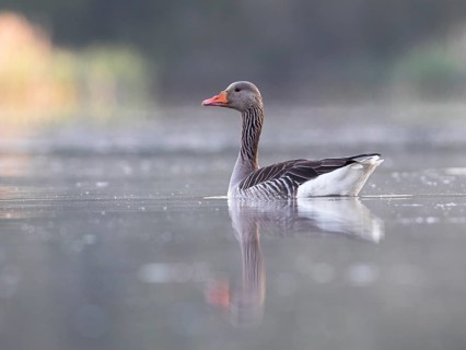 Greylag Goose (Anser anser), Mecklenburg-Western Pomerania, Germany