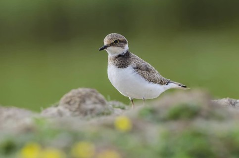 Little Ringed Plover (Charadrius dubius), Schleswig-Holstein, Germany