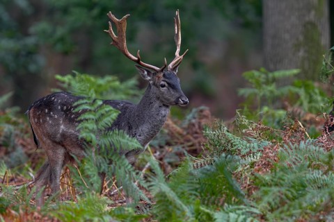 It is early October and the rut has audibly begun, while many older stags are standing on the