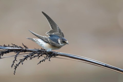 Tree Martin (Petrochelidon nigricans) perched on a branch, Victoria, Australia