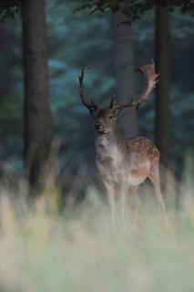Fallow Deer (Dama dama) male standing in shadow of pine forest, North Rhine-Westphalia, Germany