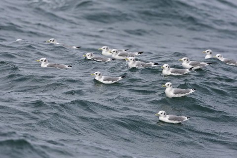 Black-legged Kittiwake (Rissa tridactyla tridactyla) resting group, North Sea, Germany