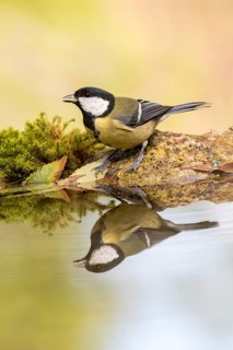 Great Tit (Parus major) at a waterhole, Madrid, Spain