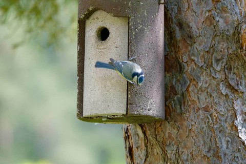 Blue tit, May, Germany