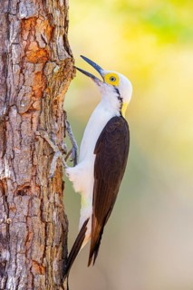 White woodpecker (Melanerpes candidus) Pantanal Brazil