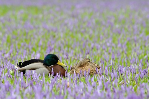 Mallard ducks (Anas platyrhynchos) among crocuses (Crocus napolitanus), Husum Castle Park,