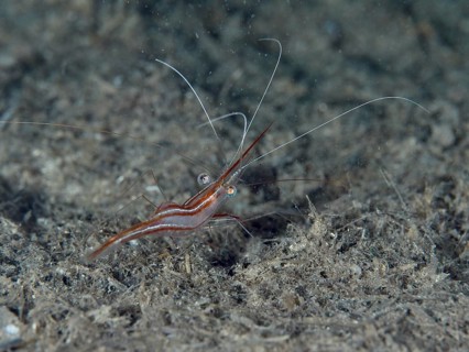 Brown shrimp, unicorn shrimp (Plesionika narval), with long antennae on the seabed, dive site
