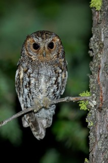 Flammulated Owl (Psiloscops flammeolus) perched on a branch in the interior of British Columbia,