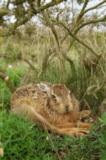 European brown hare (Lepus europaeus) adult animal resting under a gorse bush in summer, England,