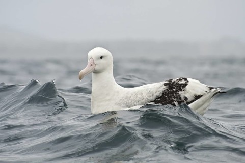 Wandering Albatross (Diomedea exulans), New Zealand