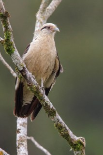 Yellow-headed Caracara (Milvago chimachima) perched on a branch in the Atlantic rainforest of