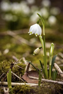 A single snowdrop grows out of moss and earth, surrounded by delicate, wilted leaves, spring
