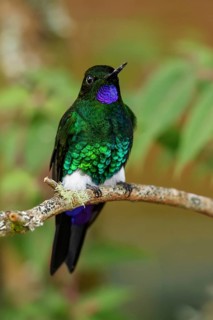Glowing Puffleg (Eriocnemis vestita) perched on a branch in the mountains of Colombia, South