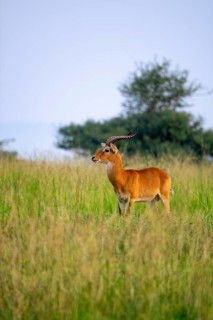 Uganda red antelope (Kobus thomasi) also known as Uganda kob, male, Murchison Falls National Park,
