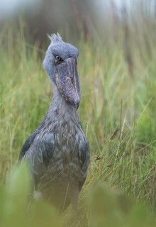 Shoebill (Balaeniceps rex), Uganda