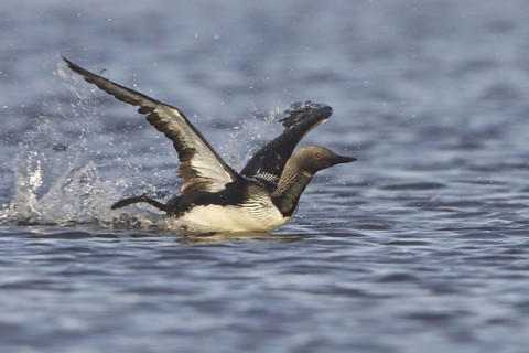 Pacific Loon (Gavia pacifica) mating, Manitoba, Canada