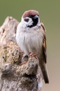 Eurasian Tree Sparrow (Passer montanus) male perched on stump, Romania