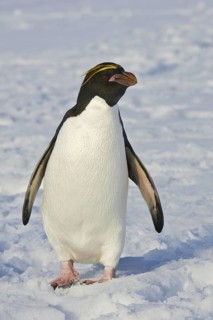 Macaroni Penguin (Eudyptes chrysolophus), Antarctica