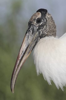 Wood Stork (Mycteria americana), Florida, USA