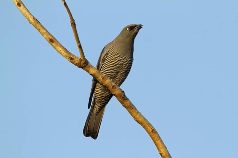 Barred Cuckooshrike (Coracina lineata), Queensland, Australia
