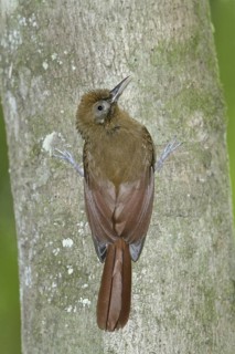 Plain-brown Woodcreeper (Dendrocincla fuliginosa meruloides), Trinidad and Tobago