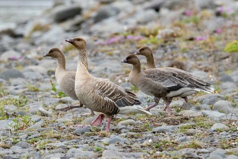 Pink-footed Goose (Anser brachyrhynchus) group, Iceland