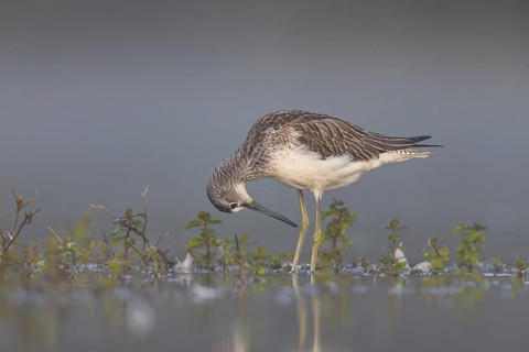 Common Greenshank (Tringa nebularia) foraging, North Rhine-Westphalia, Germany
