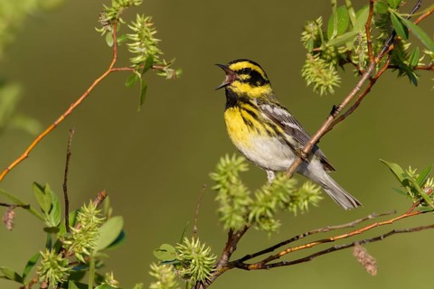 Townsend's Warbler (Setophaga townsendi) singing from twig, British Columbia, Canada