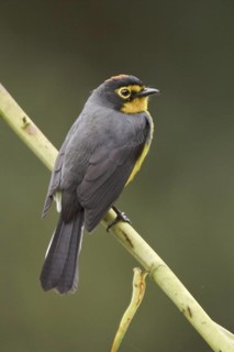 Spectacled Whitestart (Myioborus melanocephalus), Ecuador