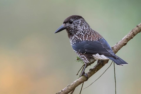 Nutcracker - Tannenhäher - Nucifraga caryocatactes ssp. caryocatactes, Germany, adult