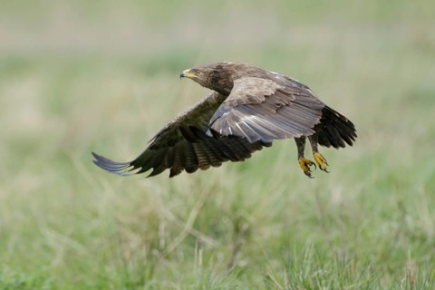 Schreiadler, lat. Aquila pomarina, fliegt aus einer Feuchtwiese auf, Seitenansicht