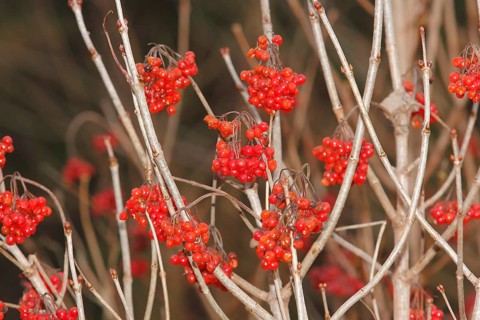 Fruits Guelder rose (Viburnum opulus), in winter, North Rhine-Westphalia, Germany