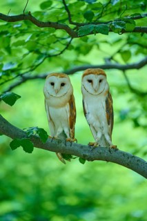 Common barn owl (Tyto alba), two birds sitting in a tree, Bohemian Forest, Czech Republic