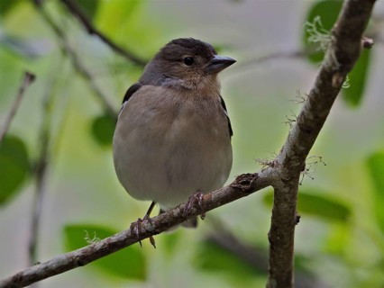 La Palma chaffinch (Fringilla coelebs palmae)
