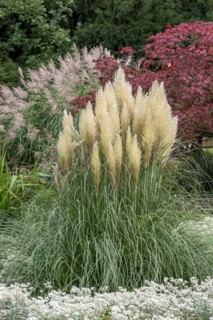 Pampas grass (Cortaderia selloana 'Pumila'), Planten un Blomen Park, Germany