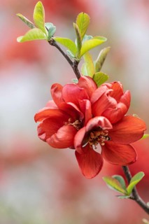 Ornamental quince (Chaenomels japonica), Emsland, Lower Saxony, Germany